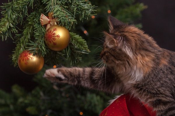 Gato juega com bolas de arbol de navidad