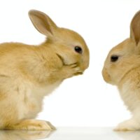 rabbits dating
