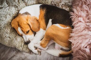 Dog sleeping on a sofa beagle dog in house indoors